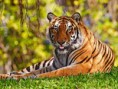 /album/fotogaleria1/tigre-1-jpg1/